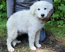 ISAAC, Hund, Maremmano-Mix in Italien - Bild 16