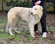 ISAAC, Hund, Maremmano-Mix in Italien - Bild 6