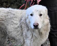 ISAAC, Hund, Maremmano-Mix in Italien - Bild 7