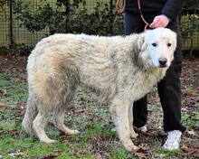 ISAAC, Hund, Maremmano-Mix in Italien - Bild 8