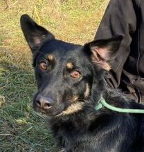 PIPER, Hund, Mischlingshund in Slowakische Republik - Bild 1