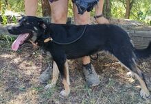 PIPER, Hund, Mischlingshund in Slowakische Republik - Bild 12