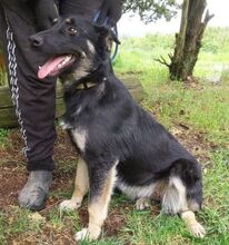 PIPER, Hund, Mischlingshund in Slowakische Republik - Bild 15