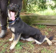 PIPER, Hund, Mischlingshund in Slowakische Republik - Bild 17