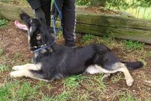 PIPER, Hund, Mischlingshund in Slowakische Republik - Bild 18