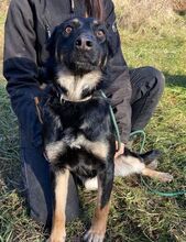 PIPER, Hund, Mischlingshund in Slowakische Republik - Bild 2