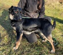 PIPER, Hund, Mischlingshund in Slowakische Republik - Bild 3