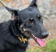 PIPER, Hund, Mischlingshund in Slowakische Republik - Bild 4