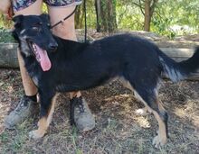 PIPER, Hund, Mischlingshund in Slowakische Republik - Bild 9