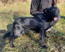 CONNOR2, Hund, Mischlingshund in Slowakische Republik - Bild 2