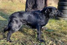 CONNOR2, Hund, Mischlingshund in Slowakische Republik - Bild 4