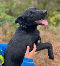 CONNOR2, Hund, Mischlingshund in Slowakische Republik - Bild 7