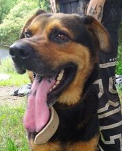 ZEUS, Hund, Rottweiler-Mix in Slowakische Republik - Bild 1