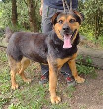 ZEUS, Hund, Rottweiler-Mix in Slowakische Republik - Bild 10