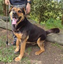 ZEUS, Hund, Rottweiler-Mix in Slowakische Republik - Bild 12