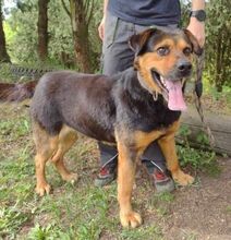 ZEUS, Hund, Rottweiler-Mix in Slowakische Republik - Bild 13