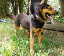 ZEUS, Hund, Rottweiler-Mix in Slowakische Republik - Bild 3