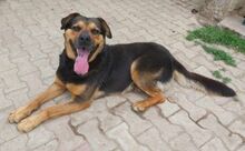 ZEUS, Hund, Rottweiler-Mix in Slowakische Republik - Bild 6