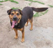 ZEUS, Hund, Rottweiler-Mix in Slowakische Republik - Bild 7