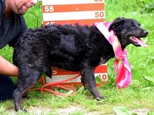 ALINA, Hund, Mischlingshund in Slowakische Republik - Bild 10