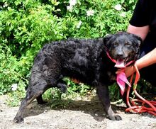 ALINA, Hund, Mischlingshund in Slowakische Republik - Bild 7