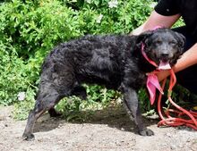 ALINA, Hund, Mischlingshund in Slowakische Republik - Bild 8