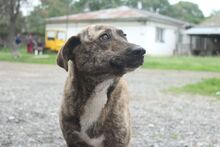 FLORA, Hund, Mischlingshund in Rumänien - Bild 2