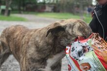 FLORA, Hund, Mischlingshund in Rumänien - Bild 3