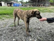 FLORA, Hund, Mischlingshund in Rumänien - Bild 9