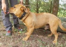 BILLY, Hund, Mischlingshund in Slowakische Republik - Bild 10