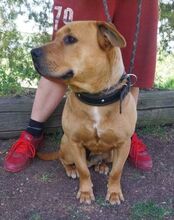 BILLY, Hund, Mischlingshund in Slowakische Republik - Bild 11