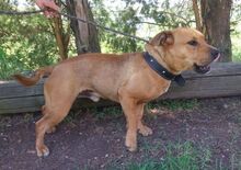 BILLY, Hund, Mischlingshund in Slowakische Republik - Bild 12