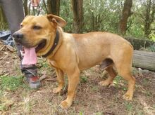 BILLY, Hund, Mischlingshund in Slowakische Republik - Bild 13