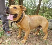 BILLY, Hund, Mischlingshund in Slowakische Republik - Bild 14