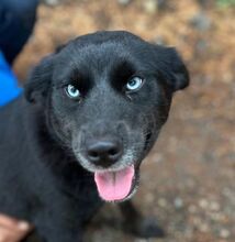 VANESSA, Hund, Labrador-Mix in Slowakische Republik - Bild 1