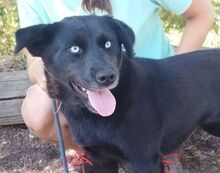 VANESSA, Hund, Labrador-Mix in Slowakische Republik - Bild 10