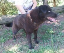 VANESSA, Hund, Labrador-Mix in Slowakische Republik - Bild 14