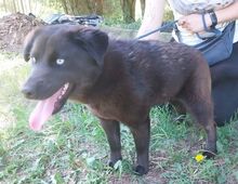 VANESSA, Hund, Labrador-Mix in Slowakische Republik - Bild 15