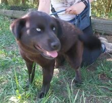 VANESSA, Hund, Labrador-Mix in Slowakische Republik - Bild 17