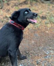 VANESSA, Hund, Labrador-Mix in Slowakische Republik - Bild 3