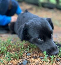 VANESSA, Hund, Labrador-Mix in Slowakische Republik - Bild 4