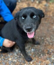 VANESSA, Hund, Labrador-Mix in Slowakische Republik - Bild 5