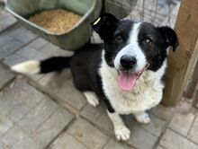 HARIBO, Hund, Mischlingshund in Rumänien - Bild 5