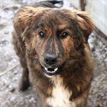 LAJO, Hund, Mischlingshund in Ungarn - Bild 4