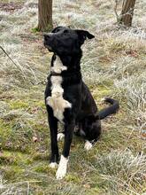 DROGO, Hund, Mischlingshund in Salzwedel - Bild 2