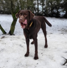 JUNO, Hund, Labrador Retriever in Großröhrsdorf - Bild 4