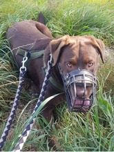 JUNO, Hund, Labrador Retriever in Großröhrsdorf - Bild 6