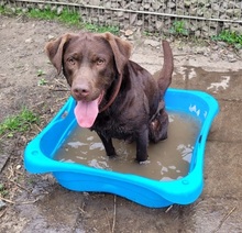 JUNO, Katze, Labrador Retriever in Großröhrsdorf - Bild 1