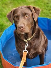 JUNO, Katze, Labrador Retriever in Großröhrsdorf - Bild 2