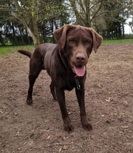 JUNO, Katze, Labrador Retriever in Großröhrsdorf - Bild 3
